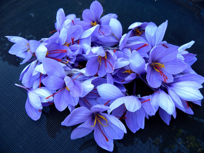 nature, focus on foreground, growth, high angle view, flowering plant, vulnerability, saffron, inflorescence, 4K, purple, plant, no people, petal, pollen