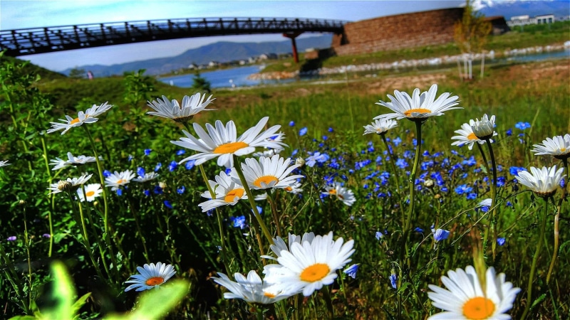 1080P, beautiful, white, flowers, tilted, floral, angular, beauty, 3d and abstract, wildflowers, close-up, daisy, daisies, pretty
