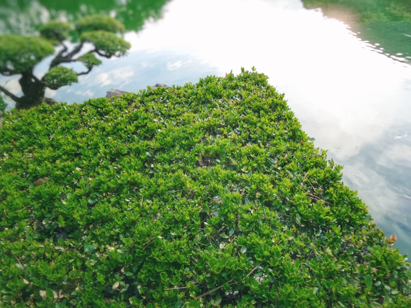 eco, green, scenics - nature, garden, beauty in nature, angular, japanese, 5K, high angle view, pond, japon, écologie, day, cloud - sky, coin, water, plant part