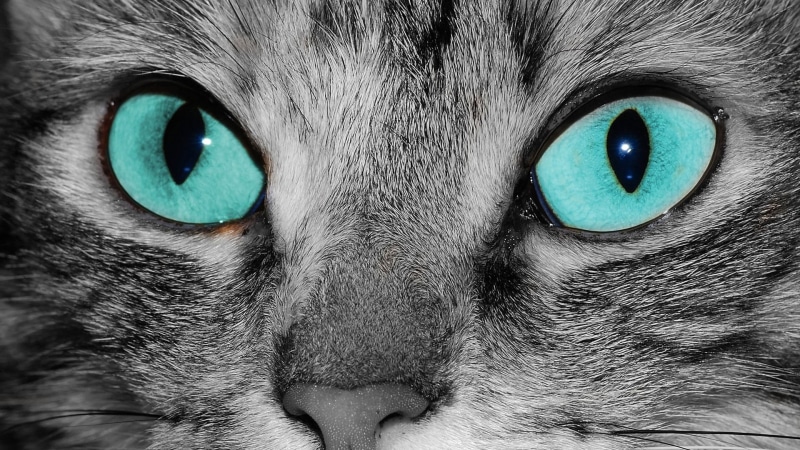 one animal, no people, animals, domestic cat, face mask, covering, face, close-up, mask, ski mask, cat, portrait, extreme close-up, animal themes, attire