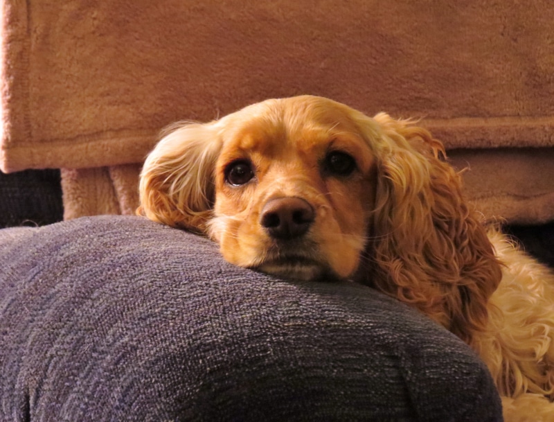 domestic animals, lying down, sofa, fur, no people, cocker spaniel, indoors, closeup, animal, brown, comfortable, looking at camera, young, doggy, small