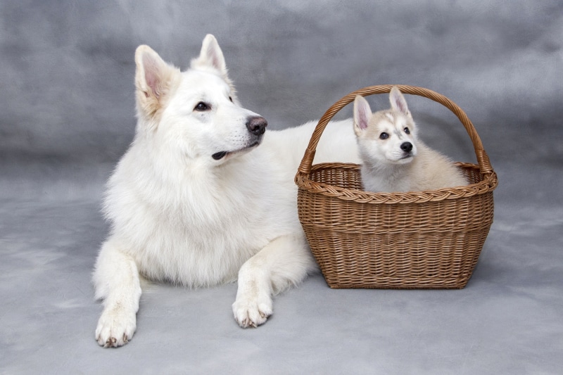 dogs, mammal, container, siberian, sweet, domestic, canine, no people, brown, puppy, pets, domestic animals, animal themes, white, cute, indoors, dog, luxury