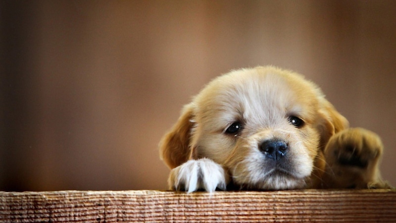 dog, toy dog, animal, canine, terrier, 1080P, retriever, happy, pekinese, lhasa, spaniel, domestic animal, sporting dog, cute, puppy, animals, pet, mammal