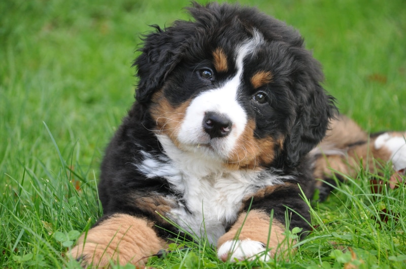 looking at camera, young animal, nature, one animal, field, grass, vertebrate, mammal, canine, mountain, plant, bernese, portrait, green, animal head, big dog