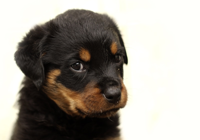 white, young animal, animal head, black color, small, brown, snout, Rottweiler, tan, canine, k-9, beautiful, black and tan, dog, animal body part, domestic