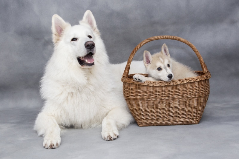 vertebrate, siberian, dog, no people, doggy, sweet, white color, pet, 2K, mammal, mouth open, looking at camera, one animal, puppy, animal themes, dogs