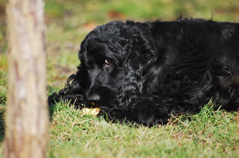 cocker, their, resting, sweet, coker, vertebrate, English, a friend of man, spaniel, pets, black color, canine, black, look, plant, animal, it lies, animal head