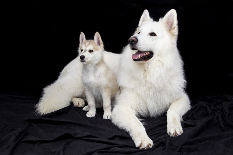 portrait, domestic cat, indoors, looking at camera, pet, dogs, studio shot, sweet, domestic animals, white, small, dog, canine, adult, no people, sitting
