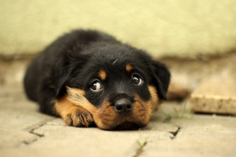 beautiful, lying, background, meringue, whisker, close-up, portrait, domestic animals, lying down, small, cute, safety, brown, Rottweiler, young, black color