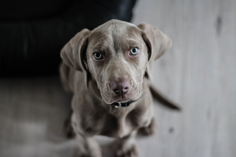 no People, pets, weimaraner, looking at camera, domestic Animals, Lab, looking, animal themes, young animal, canine, mammal, 5K, Puppy, portrait, animal