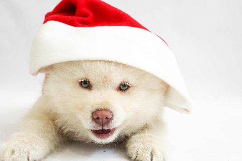 adorable, animals And Pets, close-up, claus, domestic Animals, happy, playing, breed, innocence, playful, holiday, summer, celebration, looking at camera