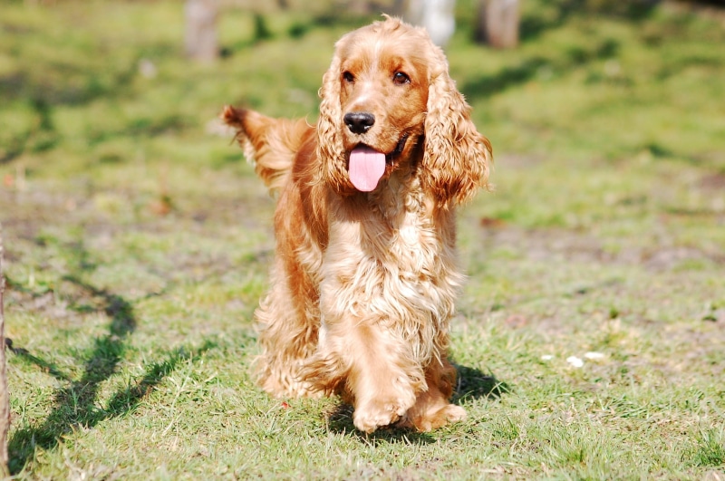 pets, people, cocker, domestic animals, doggy, a friend of man, dog, animal tongue, Cocker Spaniel, animal mouth, small, panting, coker, dom, mouth open