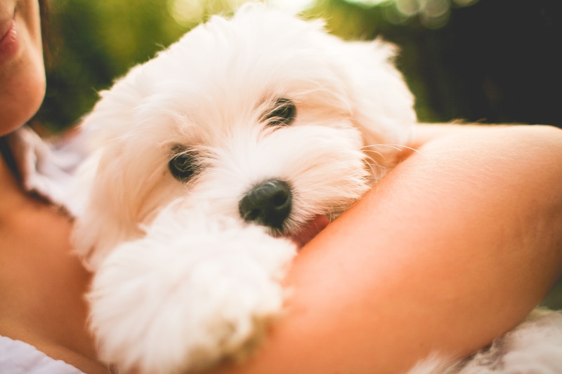 cheerful, purebred Dog, close-up, havanese, holding, animal themes, outdoors, friendship, one animal, animal, adult, young Animal, smiling, human body part