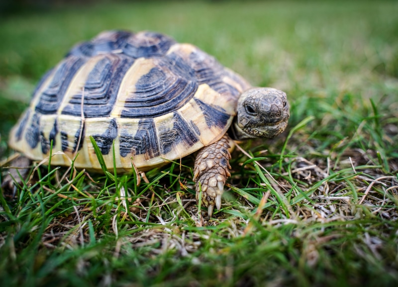 portrait, close-up, little turtle, day, animals in the wild, armored, panzer, creature, no people, vertebrate, animal themes, zoo, terraristik, turtle