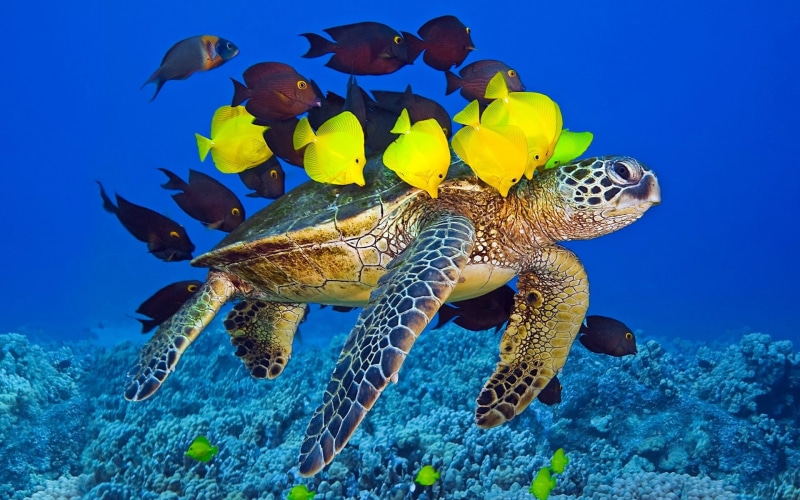 reptiles, animals, water, nature, turtle, wildlife, 1080P, fish, sea