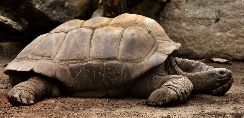 reptile, wildlife photography, water, rock - object, vertebrate, animal wildlife, tortoise, armored, rock, panzer, animals in captivity, turtle, no people