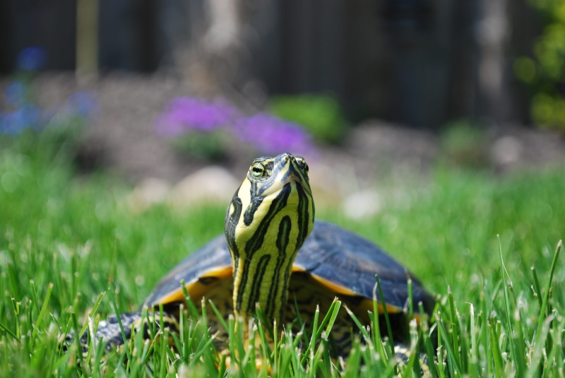 day, outdoors, trachemys scripta, 4K, pet, reptile, one animal, flower, animals in the wild, animal, black, animal wildlife, no people, field, green color