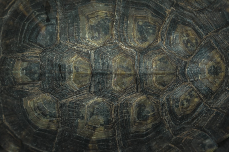 monterrey, tortoise shell, close-up, black, day, box turtle, vertebrate, animals in the wild, marine, skin, animal themes, nature, no people, mexico, bone