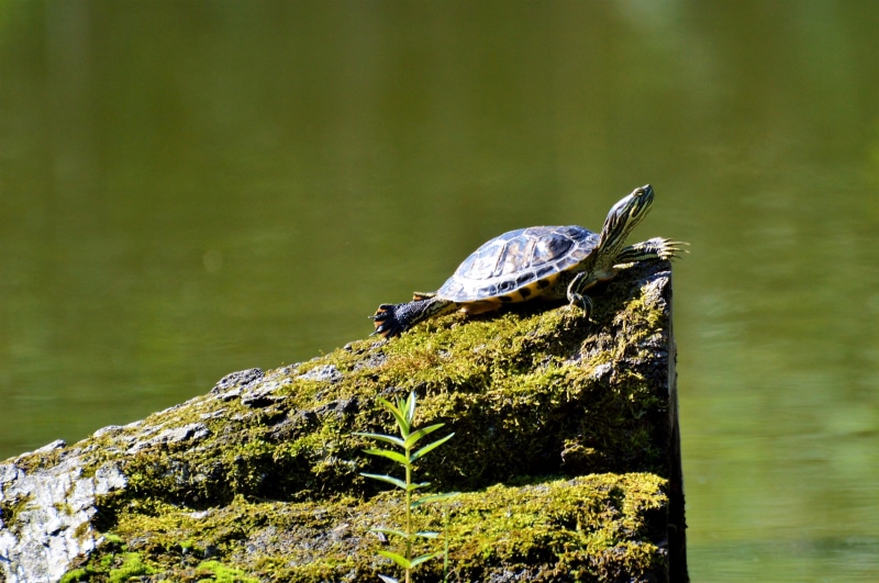 animal wildlife, vertebrate, marine, reptile, armored, rock, animal, nature, animal world, no people, water turtle, 4K, pond, water, slowly, day, lake
