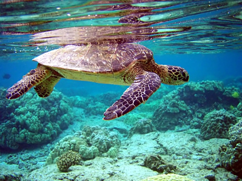 Chelonia mydas, 720P, reef, Green Turtle, sea, swimming, wildlife, underwater, ocean, reptile, water, 1680x1050, Nature, animal, Desktop  Background, turtle