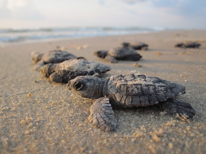 1080P, reptile, surface level, one animal, turtle, hatchling, coast, vertebrate, seacoast, selective focus, babies, close up, hatchlings, land, animal themes