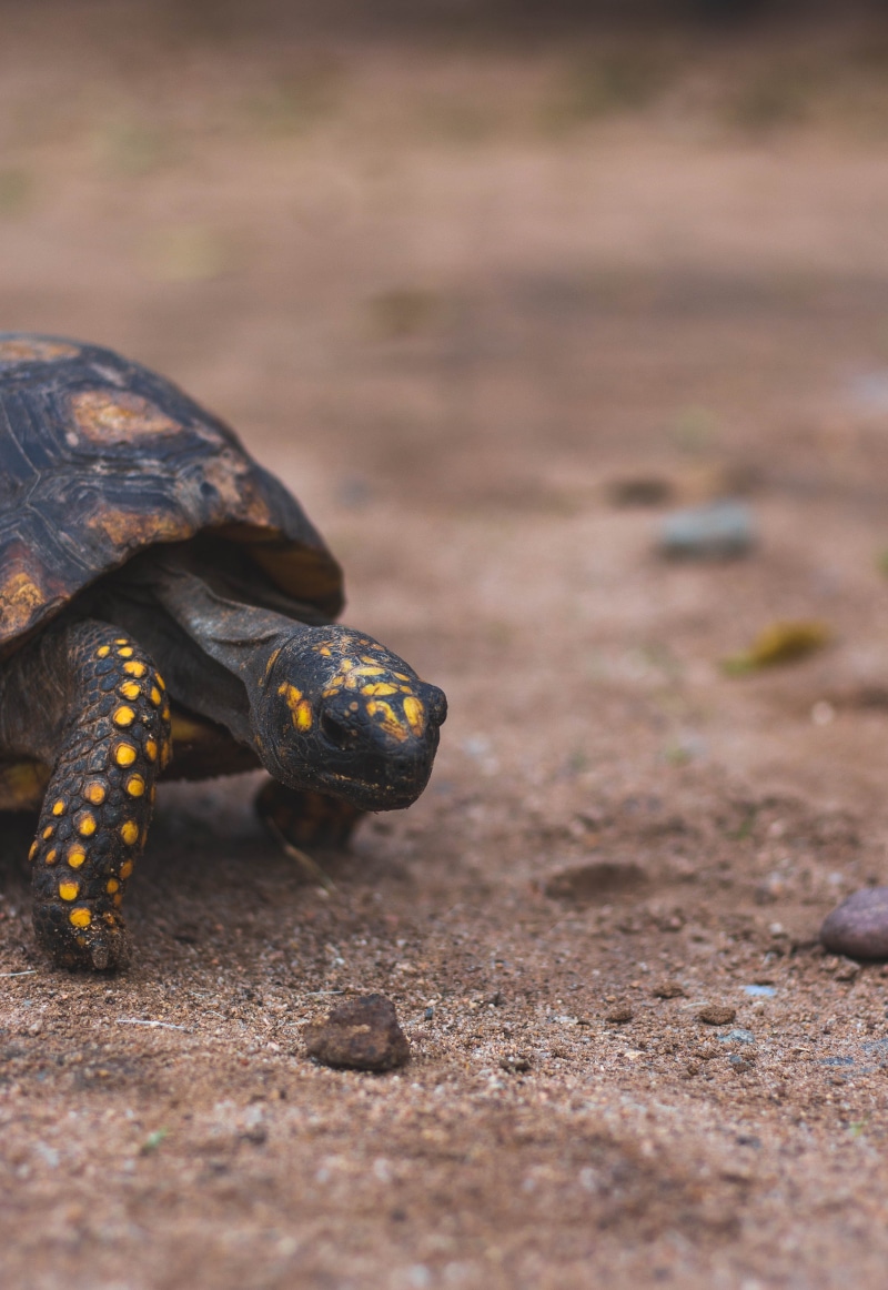 photo, turtle, box turtle, reptile, full length, tierra, land, animals, close-up, no people, ground, animal wildlife, black, focus on foreground, nature