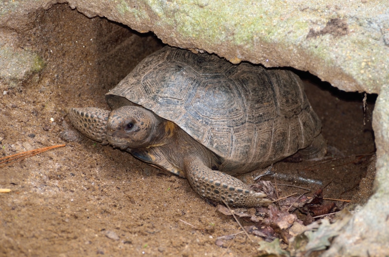 animals in the wild, animal wildlife, species, Turtle, endangered, reptiles, gopherus, animal, boredom, day, no people, Reptile, land, animals And Pets