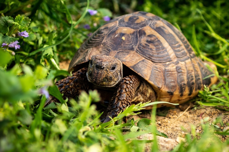 animals in the wild, animal world, selective focus, day, one animal, nature, grass, plant, boredom, turtle, reptile, garden, 4K, close-up, outdoors, slowly