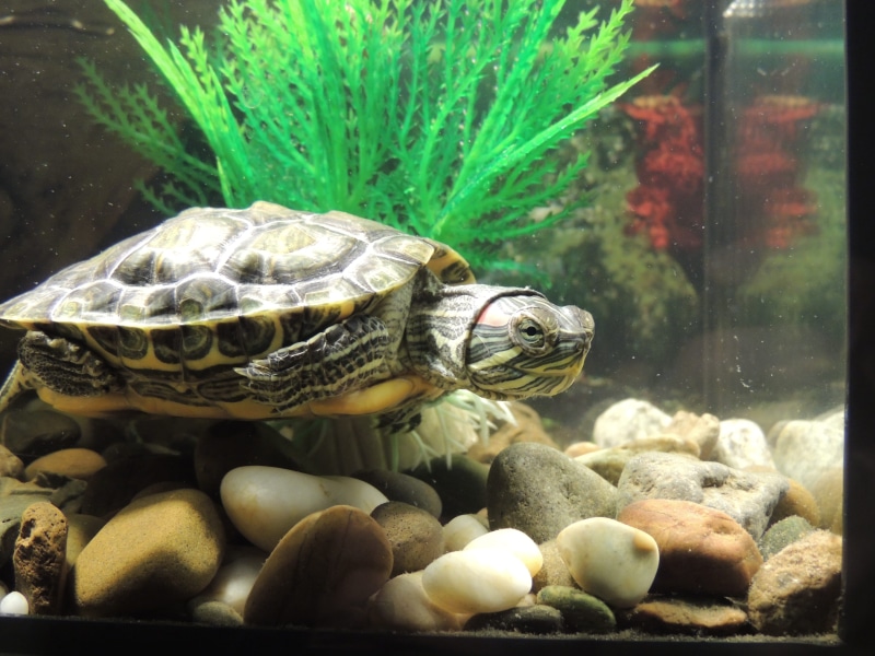 amphibians, shell, sea life, amphibian, underwater, swimming, turtle, zoo, one animal, animal wildlife, vertebrate, aquarium, pebble, reptile, red-eared slider turtle
