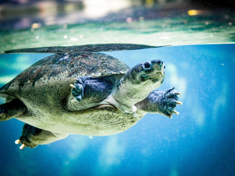 animals in captivity, animals in the wild, reptile, underwater, turtle, photography, brown, swim, panzer, undersea, zoo, one animal, water, marine, animal themes