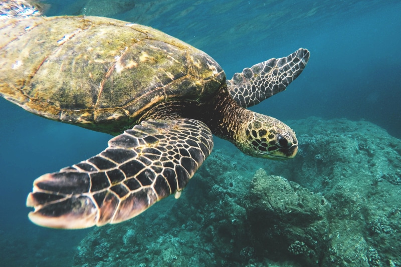 blue, ocean, pacific Ocean, endangered Species, marine, vertebrate, sea Life, scuba Diving, animal themes, tropical Climate, nature, turquoise colored
