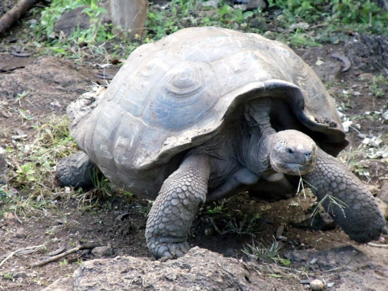 nature, animal wildlife, day, turtle, galapagos, ground, gray, Tortoise, animal themes, rock - object, Turtle, one animal, animals in the wild, full length