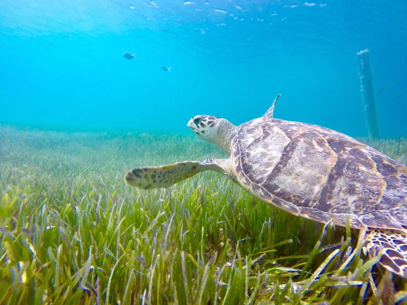 animals in the wild, turks and caicos, 4K, nature, snorkeling, providenciales, sea life, gopro, grace bay, aquatic, one animal, swimming, undersea, hawksbill