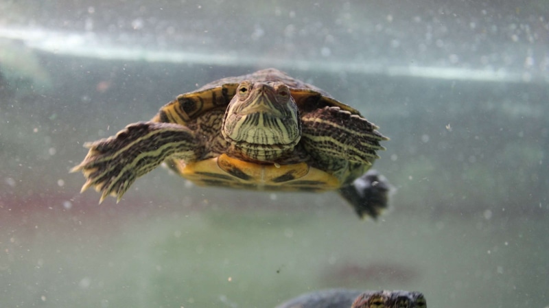 animal, animal themes, sea, reptile, tortoise shell, turtle, animals in the wild, animal wildlife, close-up, focus on foreground, nature, no people, red eared slider