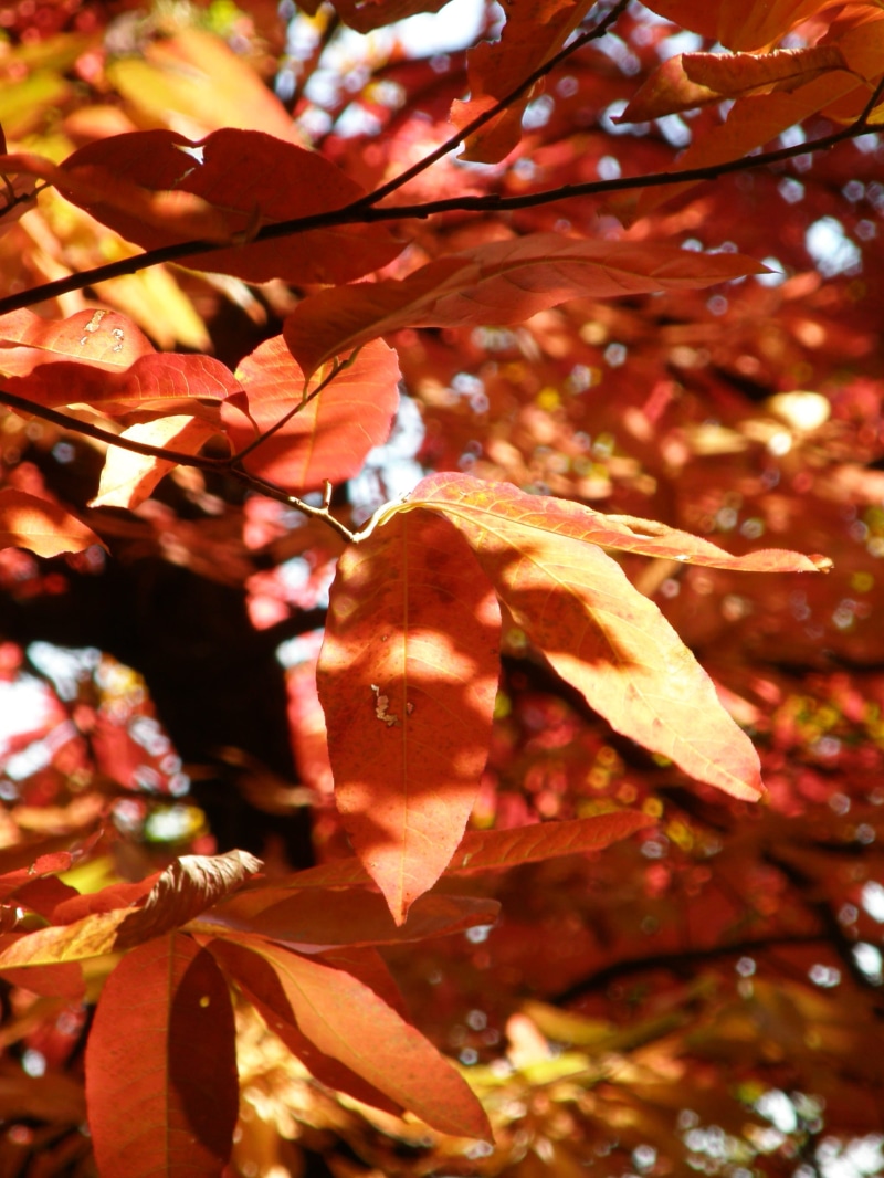 shadows, forest, sunlight, 2K, low angle view, day, georgia, no people, orange color, winter, branch, leaf, tree foliage, red, trees, outdoors, growth