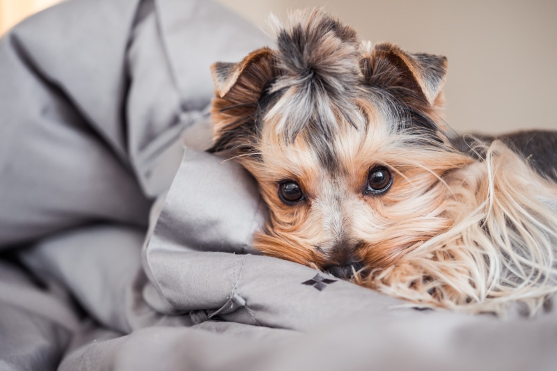 young Animal, pets, relaxation, puppy, laying, no people, terrier, yorkshire, purebred Dog, brown, animal themes, animal head, lap dog, close-up, looking
