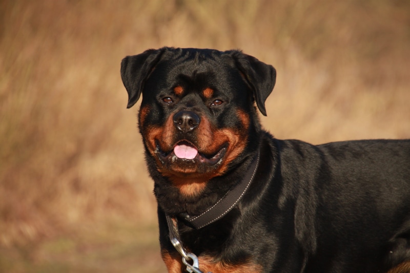 vertebrate, looking at camera, purebred Dog, Animal, focus on foreground, animal body part, pets, mammal, collar, domestic, friendship, Winter, canine