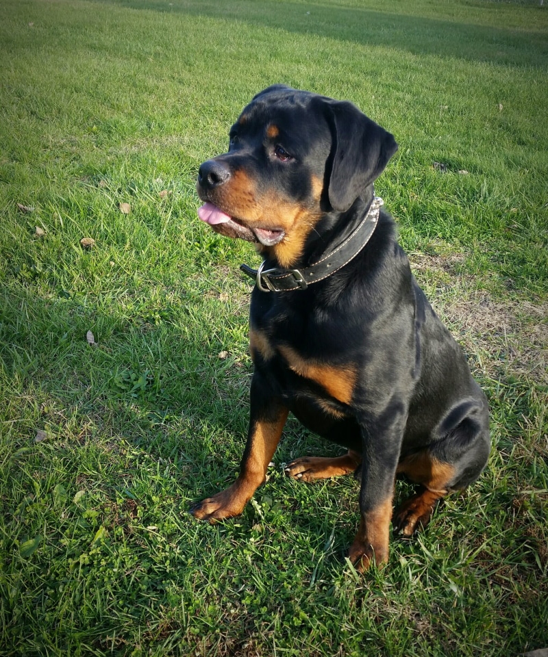 alert, canine, mammal, domestic animals, cute, pedigree, nature, black color, vertebrate, plant, portrait, field, land, alertness, one animal, purebred