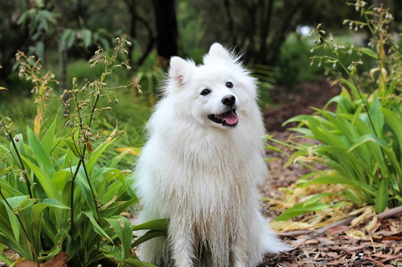panting, spitz, doggy, dog, pet, pets, cream, purebred dog, eskimo, one animal, grass, happy, pedigree, face, close-up, puppy, animal themes, no people