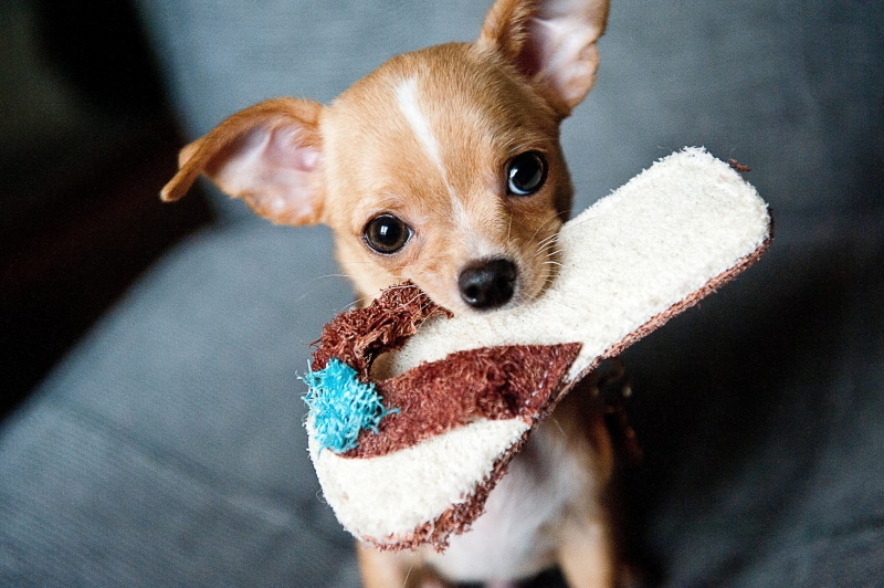 adorable, baby, mammal, one animal, young, breed, vertebrate, animal, puppy, lap dog, animal themes, pet, purebred, domestic, companion, furry, tan, pets