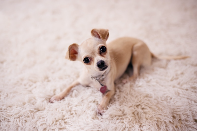 vertebrate, dog collar, lying, carpet, canine, adorable, domestic animals, young, pet, rug, whelp, no people, chihuahua - dog, domestic animal, 8K, selective focus