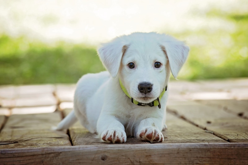 animal themes, selective, yellow, yellow Labrador Retriever, labrador, animal, pets, small, sitting, domestic Animals, selective focus, looking, domestic