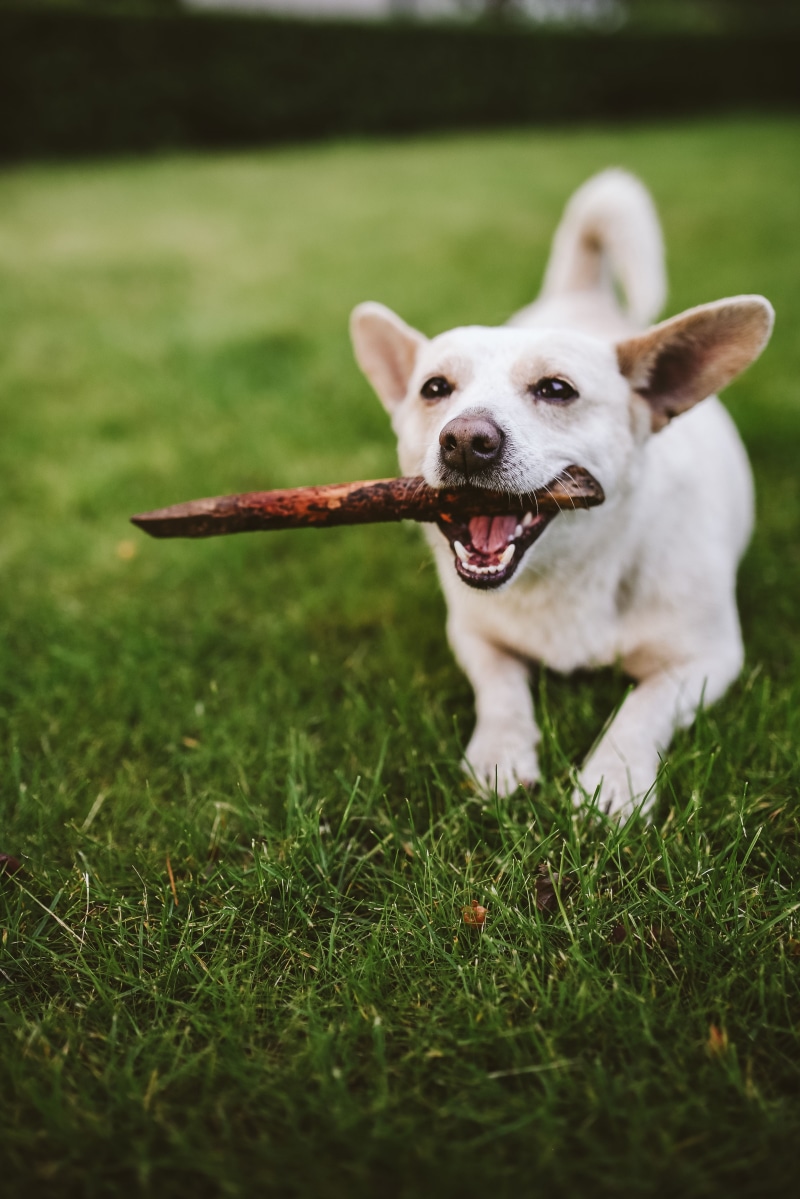 stick - plant part, cute, white dog, animal, canine, play, Dog, purebred Dog, portrait, pets, domestic, mammal, pet, no people, animal head, playing, animal mouth