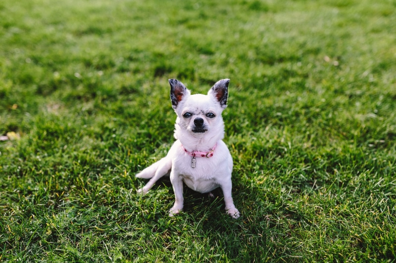 dog, mammal, small dog, day, pet, animals, field, puppy, play, nature, pets, green color, terrier, outside, friendship, no people, Chihuahua, grass, domestic Animals