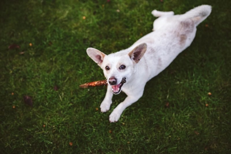 playful, play, Dog, one animal, happy, focus on foreground, white dog, mouth, day, pets, animal themes, 4K, mammal, domestic animals, canine, vertebrate