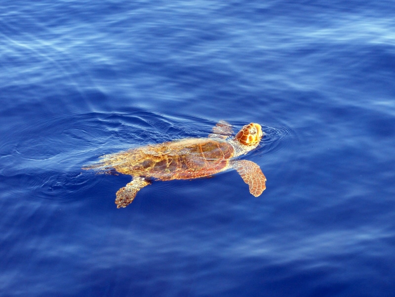 turtle, swimming Animal, sea, underwater, bill, sunrise, Zakynthos, Loggerhead, sea Turtle, water, animal, green Turtle, 720P, blue, Caretta Caretta, hawks bill turtle