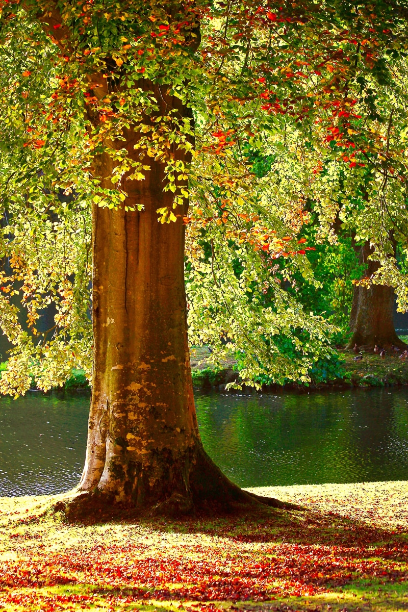 land, tranquility, beauty in nature, tree trunk, river, scenery, lake, bright, light, growth, orange, summer, yellow, change, autumn, pond, season, scenics