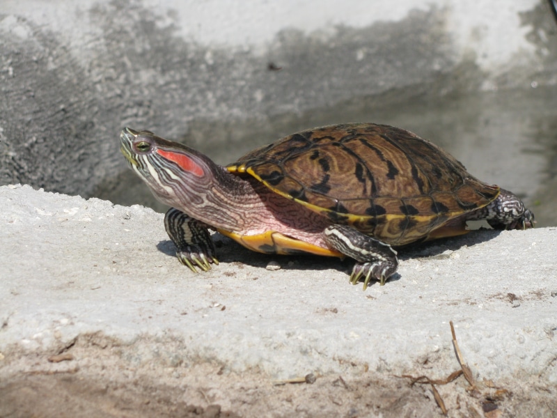 zoology, terrapin, animal, nature, outdoors, one animal, slider, 2K, sunning, full length, animal themes, solid, shell, basking, animal shell, day, rock - object