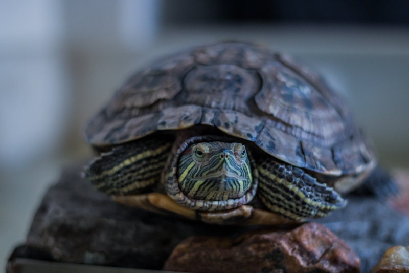 creature, exotic, vertebrate, no people, rock, tortoise, natural, animal wildlife, 5K, nature, animals in captivity, aquarium, amphibian, reptile, pet