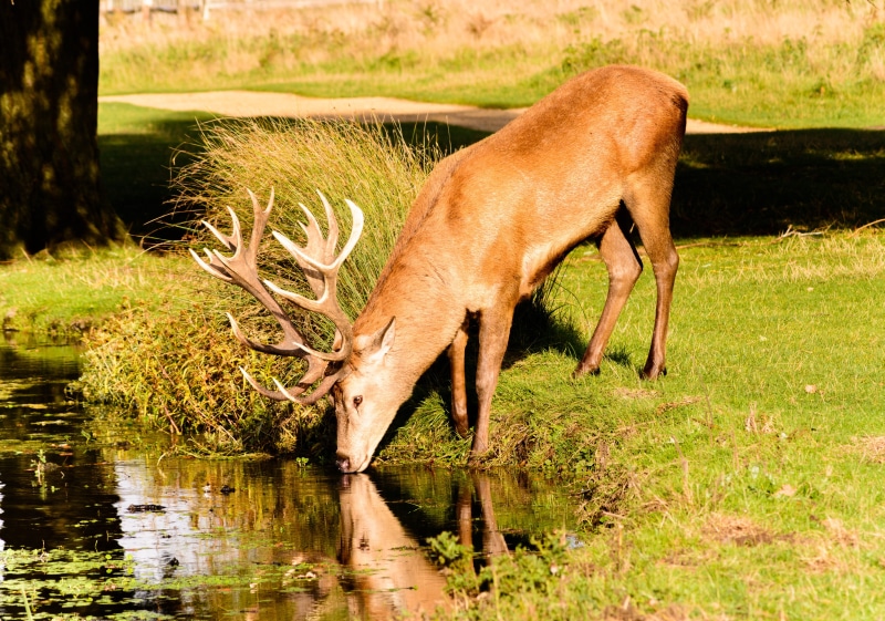 traditional, animals in the wild, male, trees, animal themes, mammal, fur, cute, deer, vertebrate, plant, green, nature, graze, herbivorous, outdoors, moose